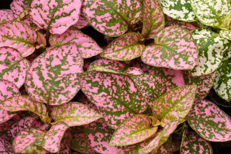 15 Houseplants With Stunning & Unique Leaves