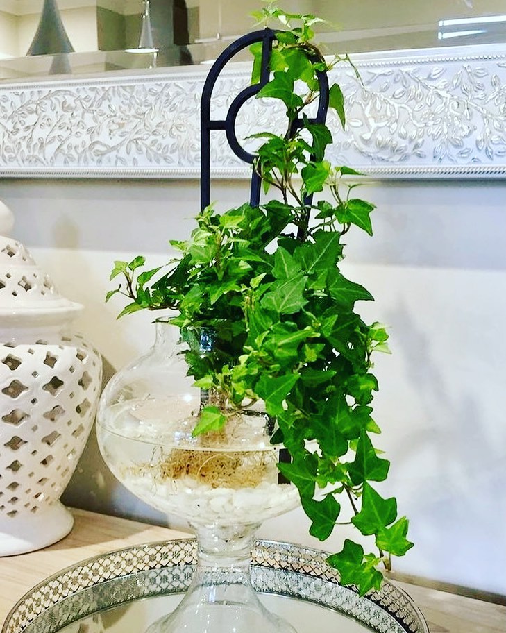 ivy in water
