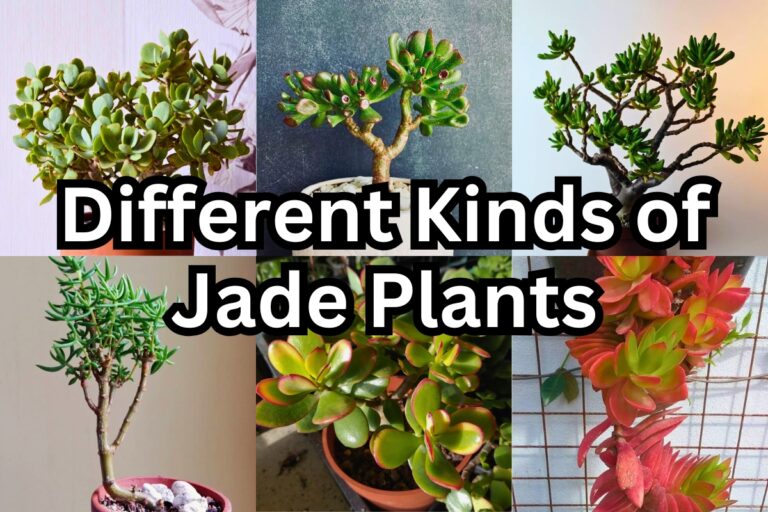 15 Jade Plants That Thrive in Any Indoor Space