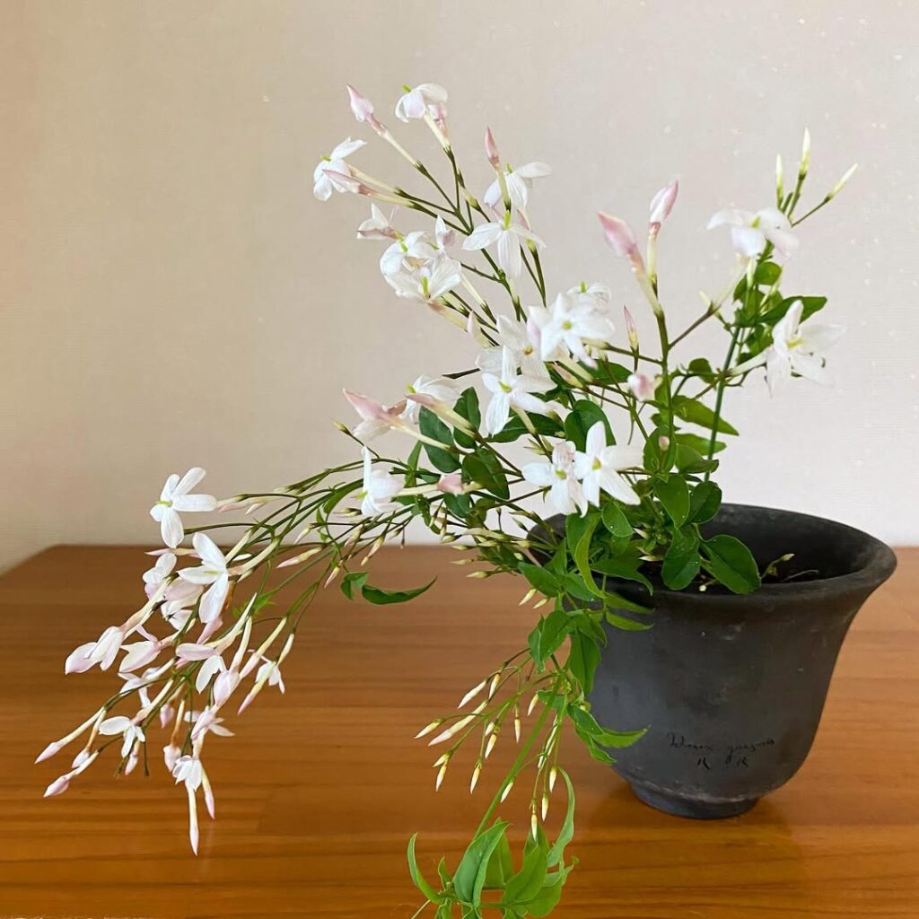 jasmine