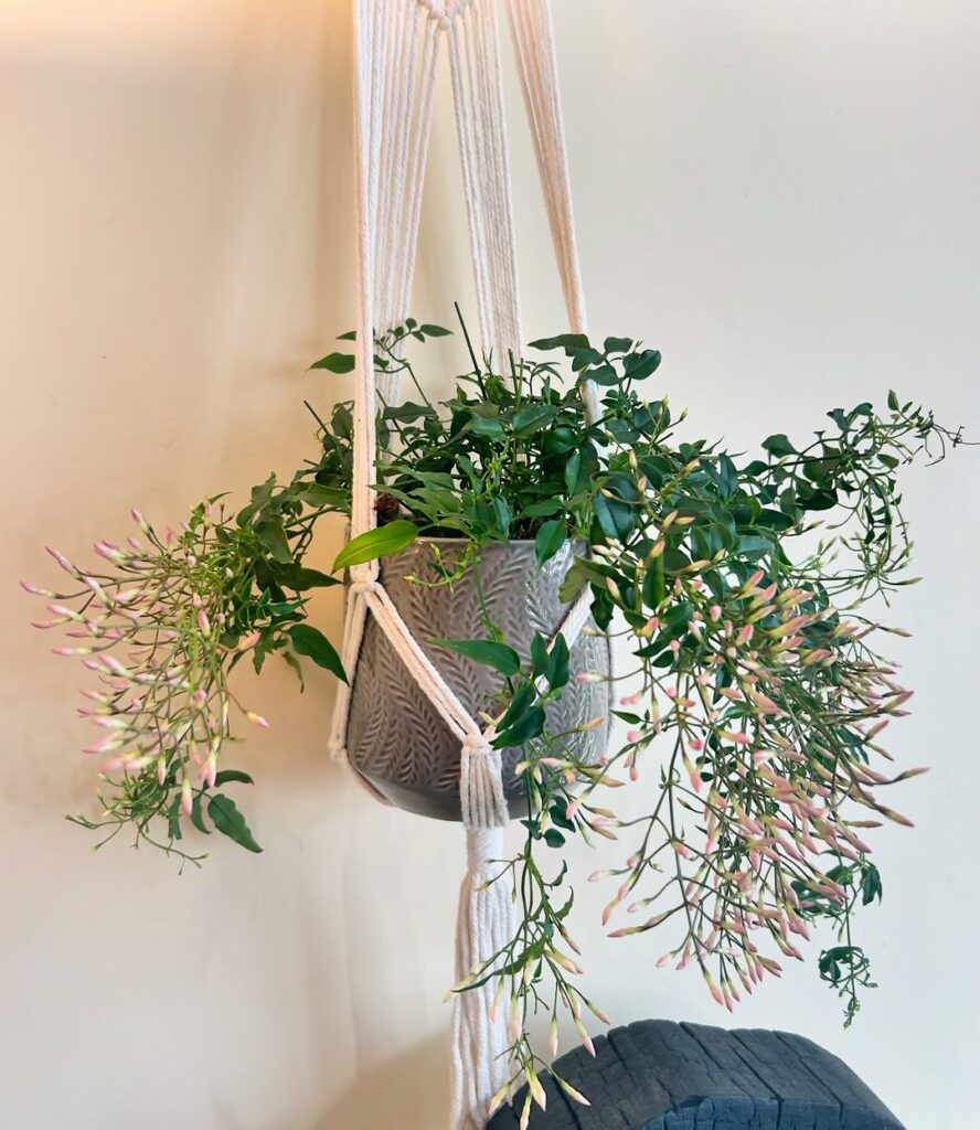 jasmine flowers indoors