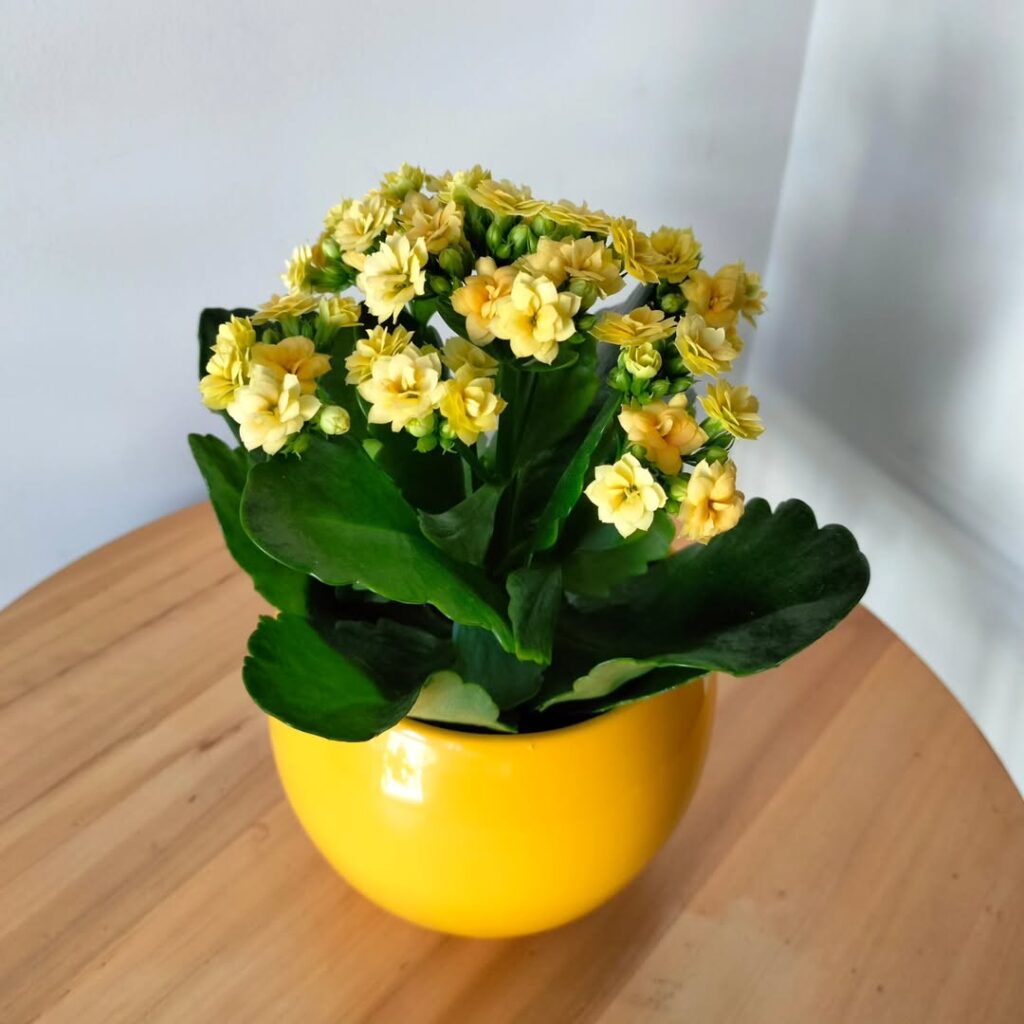 kalanchoe flowers indoors
