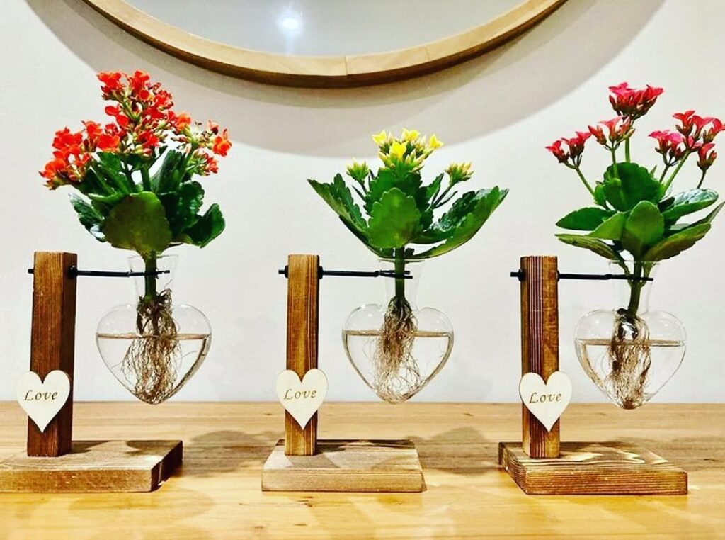 kalanchoe in water