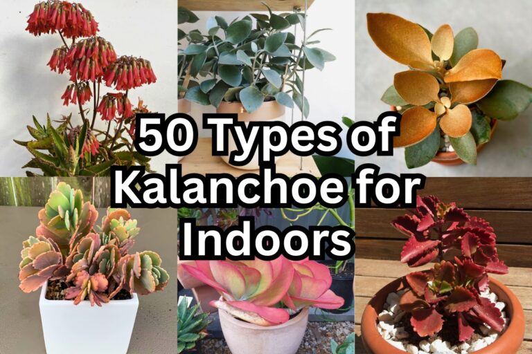 50 Types of Kalanchoe Plants to Grow Indoors