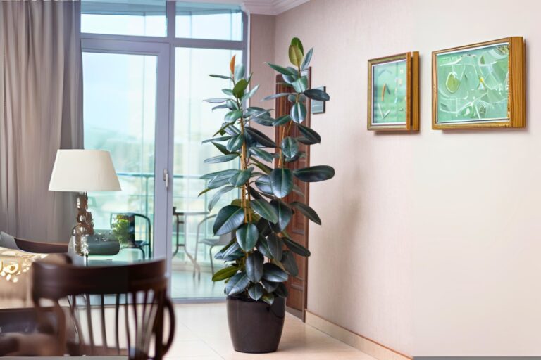 leggy rubber plant