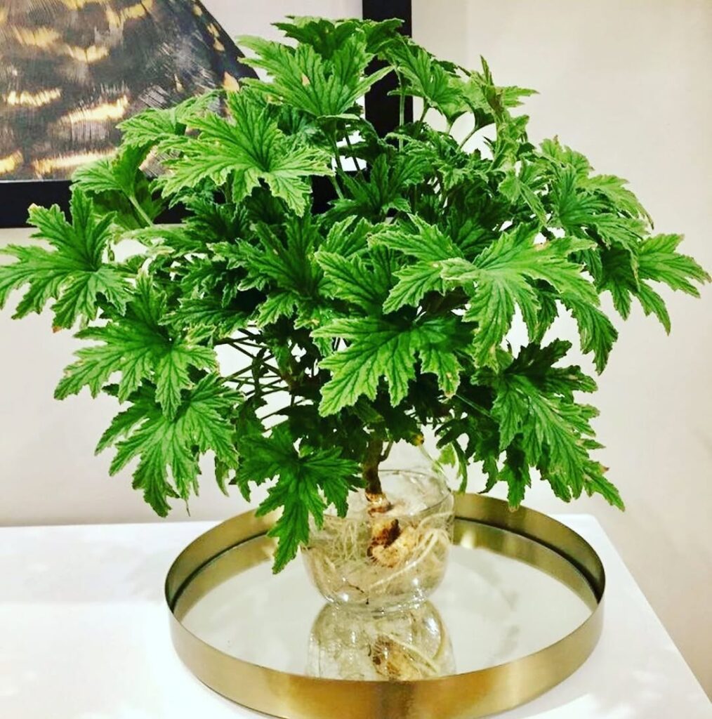 lemon scented geranium in water