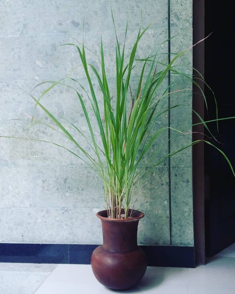 lemongrass