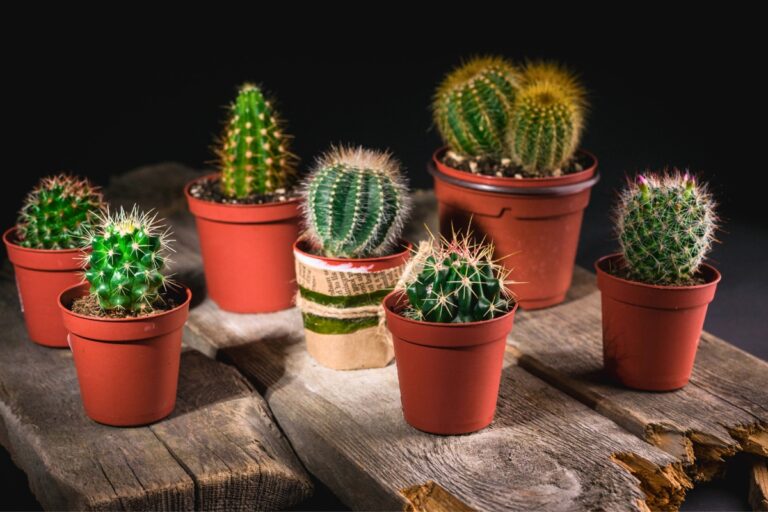 15 Best Cacti for Low-Light Homes