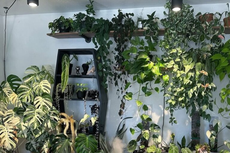 10 Low Light Trailing Plants to Enhance Your Indoor Space