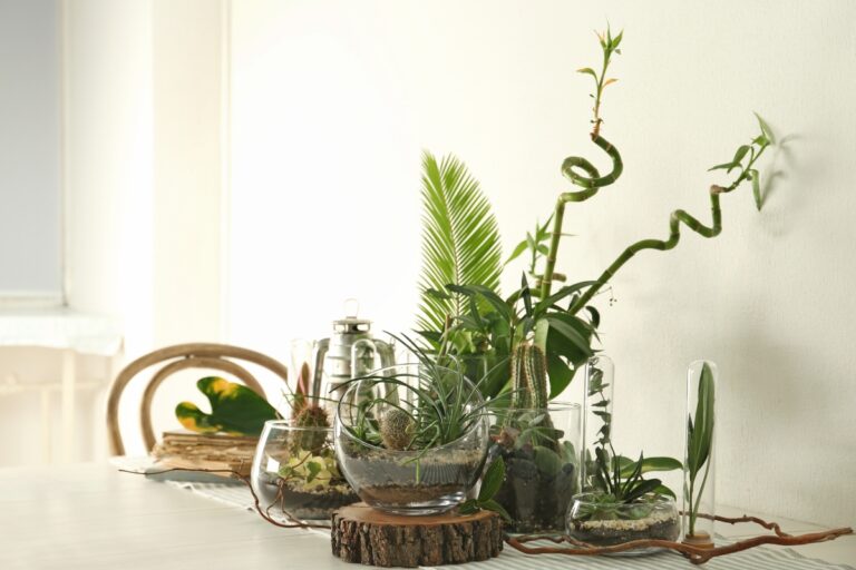 10 Low Light Succulents in Glass for Modern Home Decor