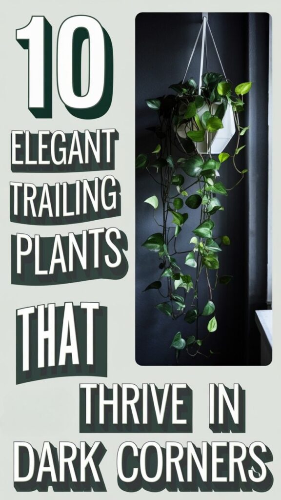 low light trailing plants