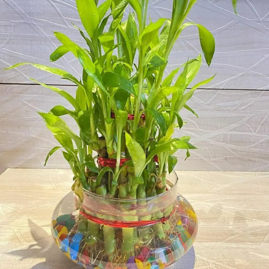 lucky bamboo in water
