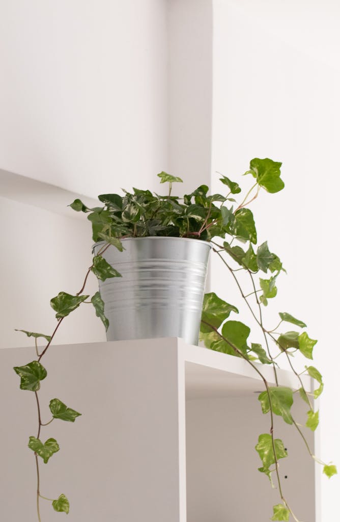 Lush ivy cascading from a metal pot on a white indoor shelf, simple and elegant.