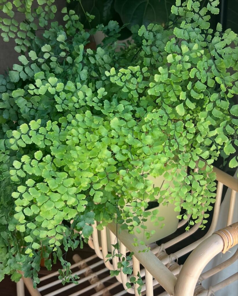 maidenhair fern