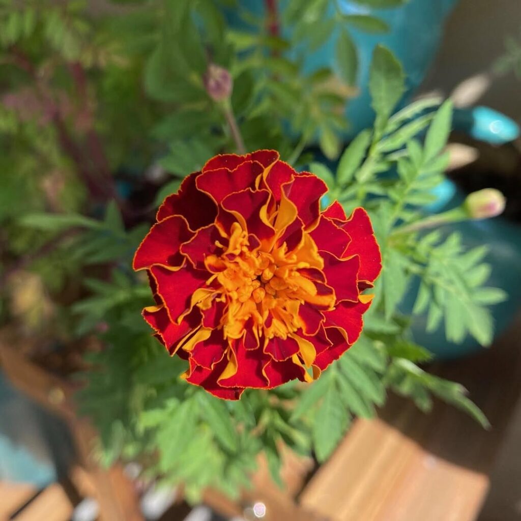 marigold plants