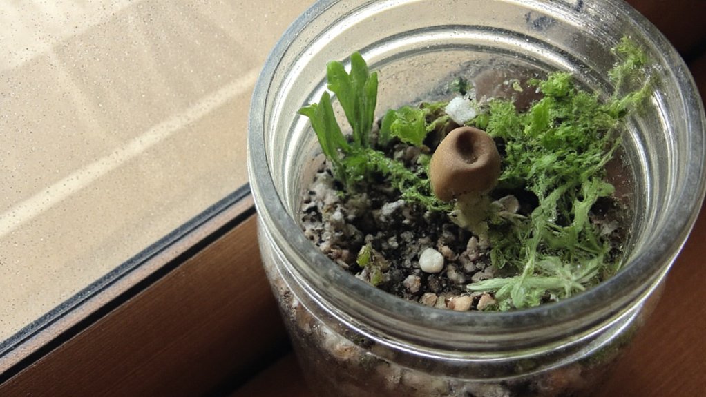 mason jar miniature garden