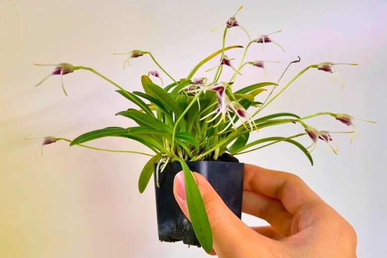 miniature orchid