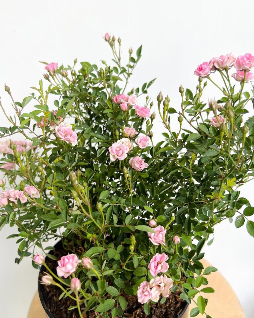 miniature roses flowers indoors 1