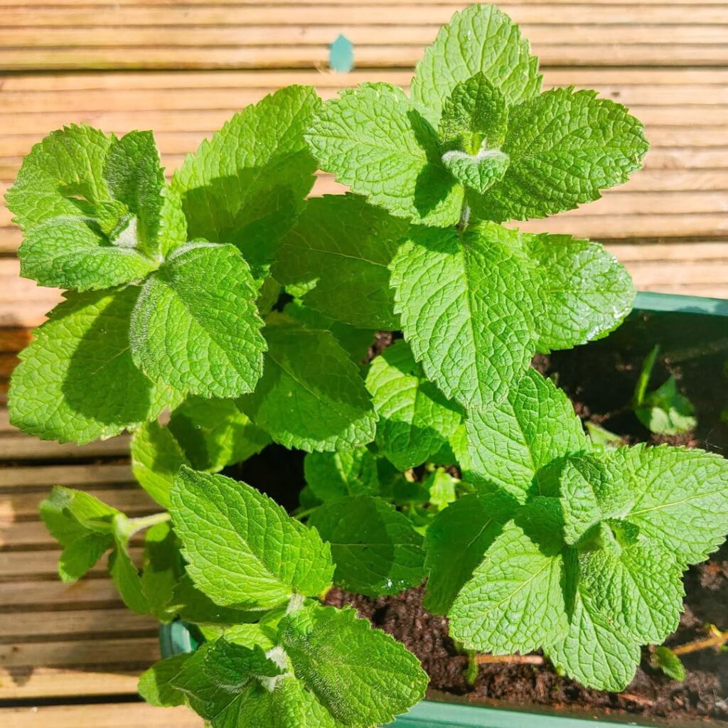mint