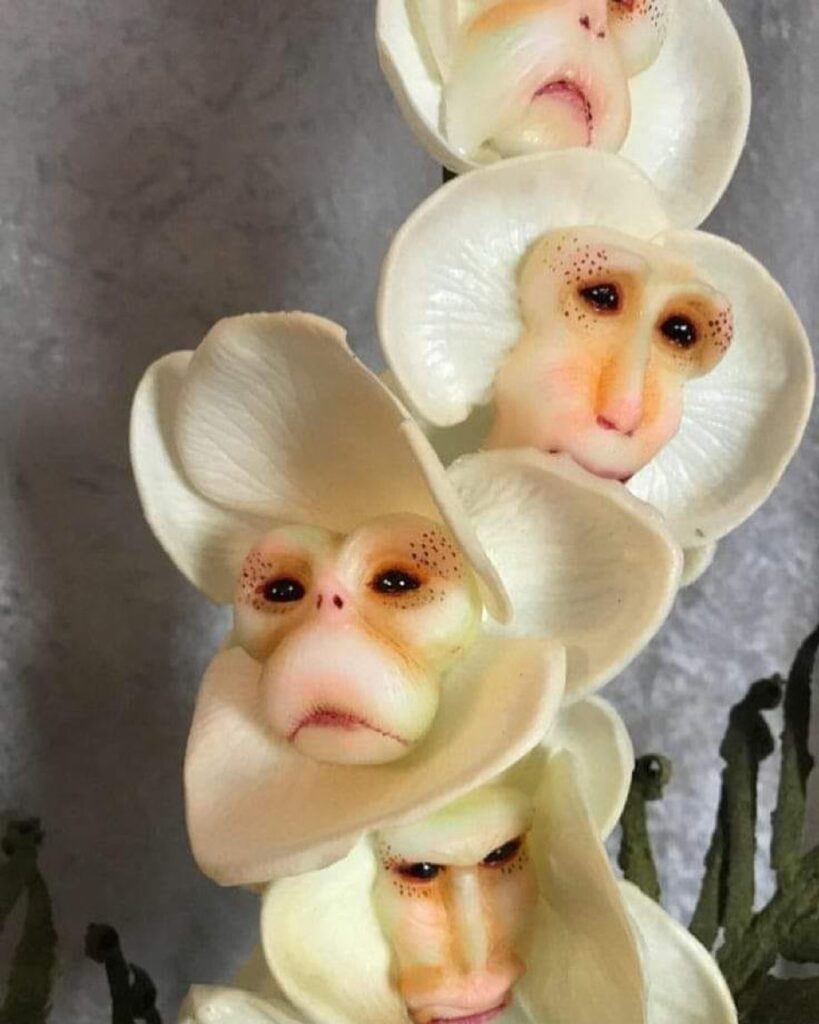 monkey face orchids
