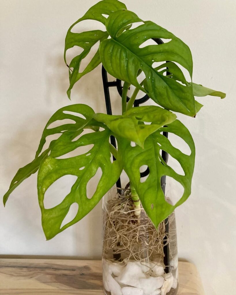 monstera adansonii in water