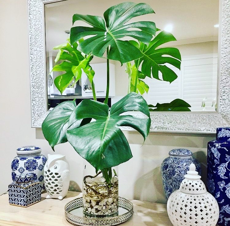 monstera deliciosa in water