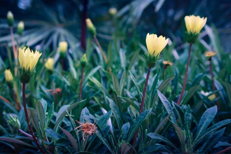 12 Mysterious Flowers That Only Bloom at Night
