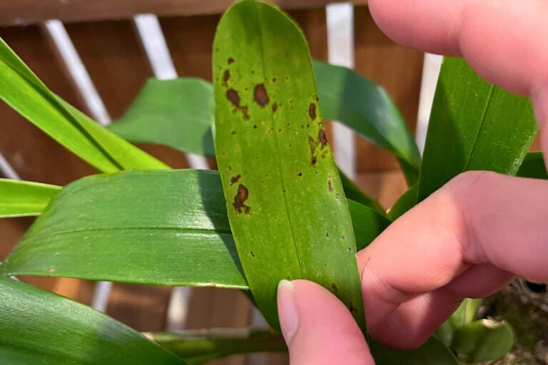 oncidium orchid pests and diseases