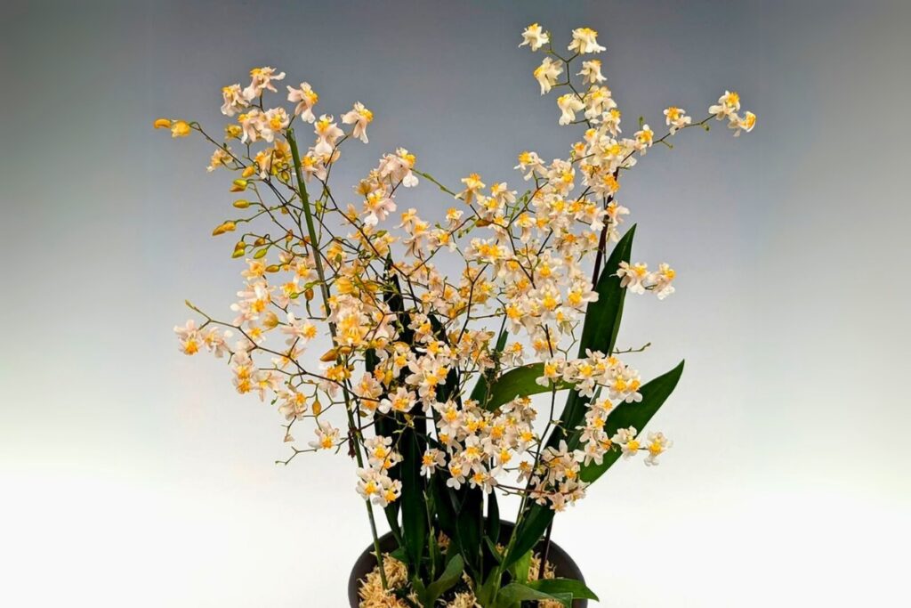 oncidium orchid potting medium