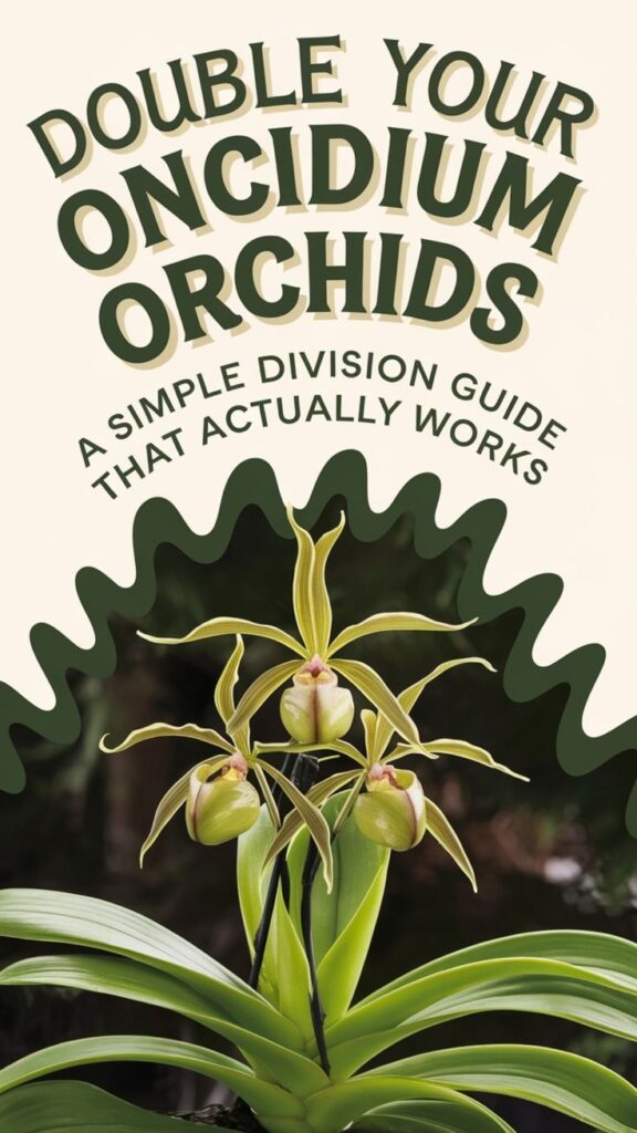 oncidium orchid propagation 1