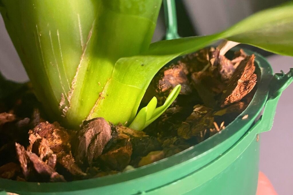 oncidium orchid propagation