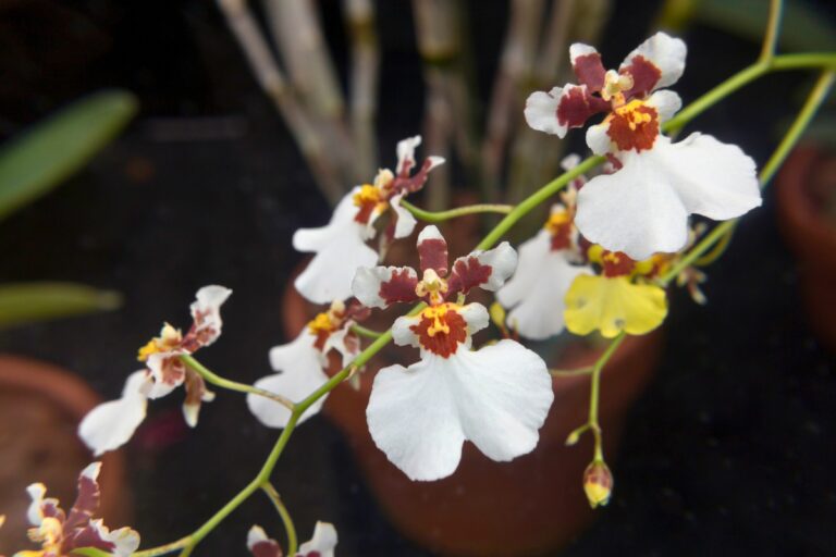 oncidium orchid seasonal care