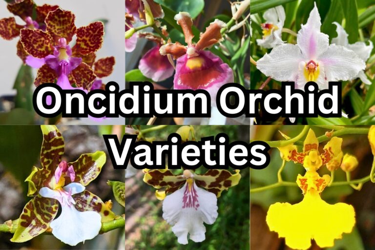 oncidium orchids