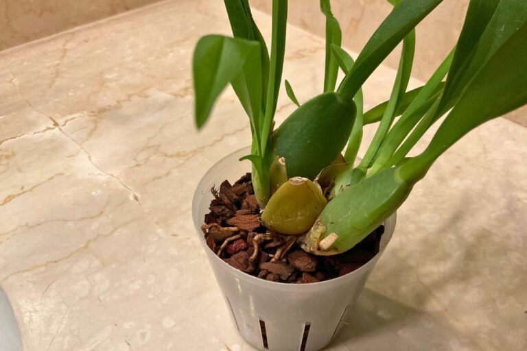 oncidium orchids common problems