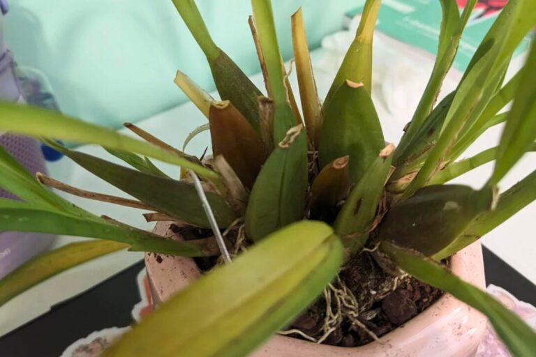 oncidium orchids problems
