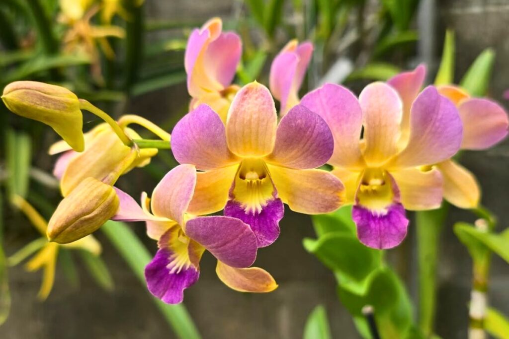 orchid blooms