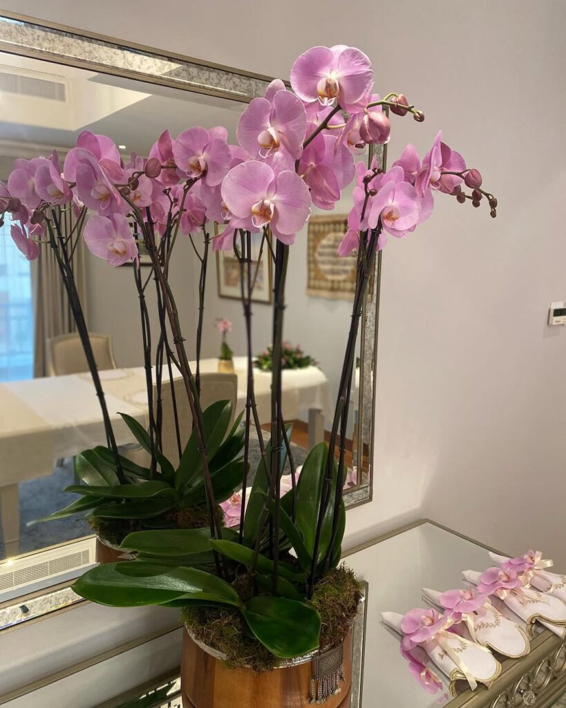 orchid by the mirror