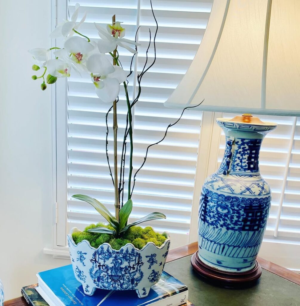orchid by the window