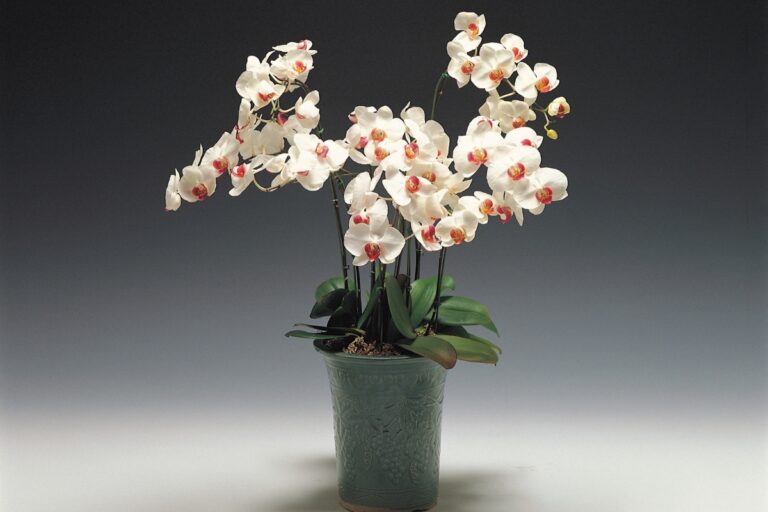 orchid care for beginners