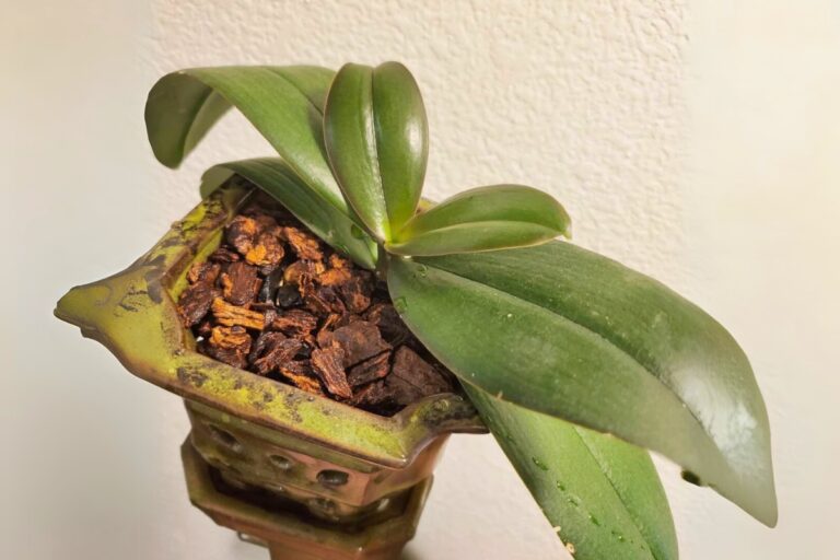 orchid in orchid bark
