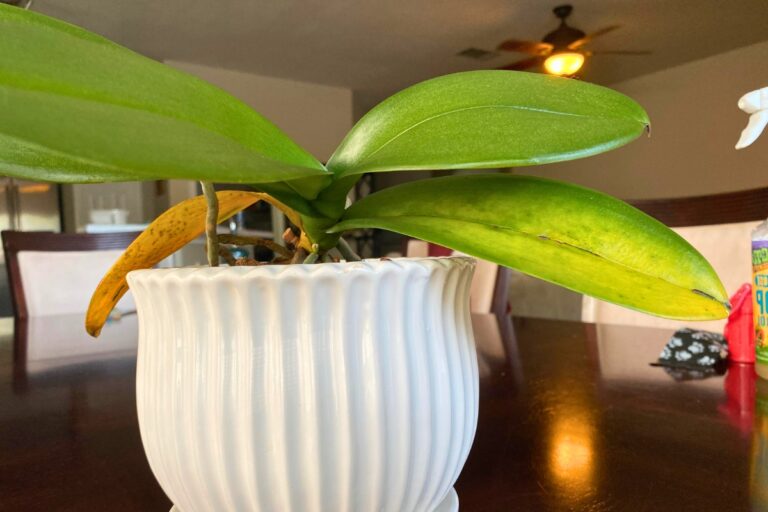 orchid pests