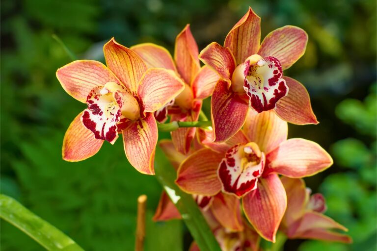 15 Orchid Types for Beginners & Experts