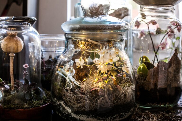 orchid terrarium