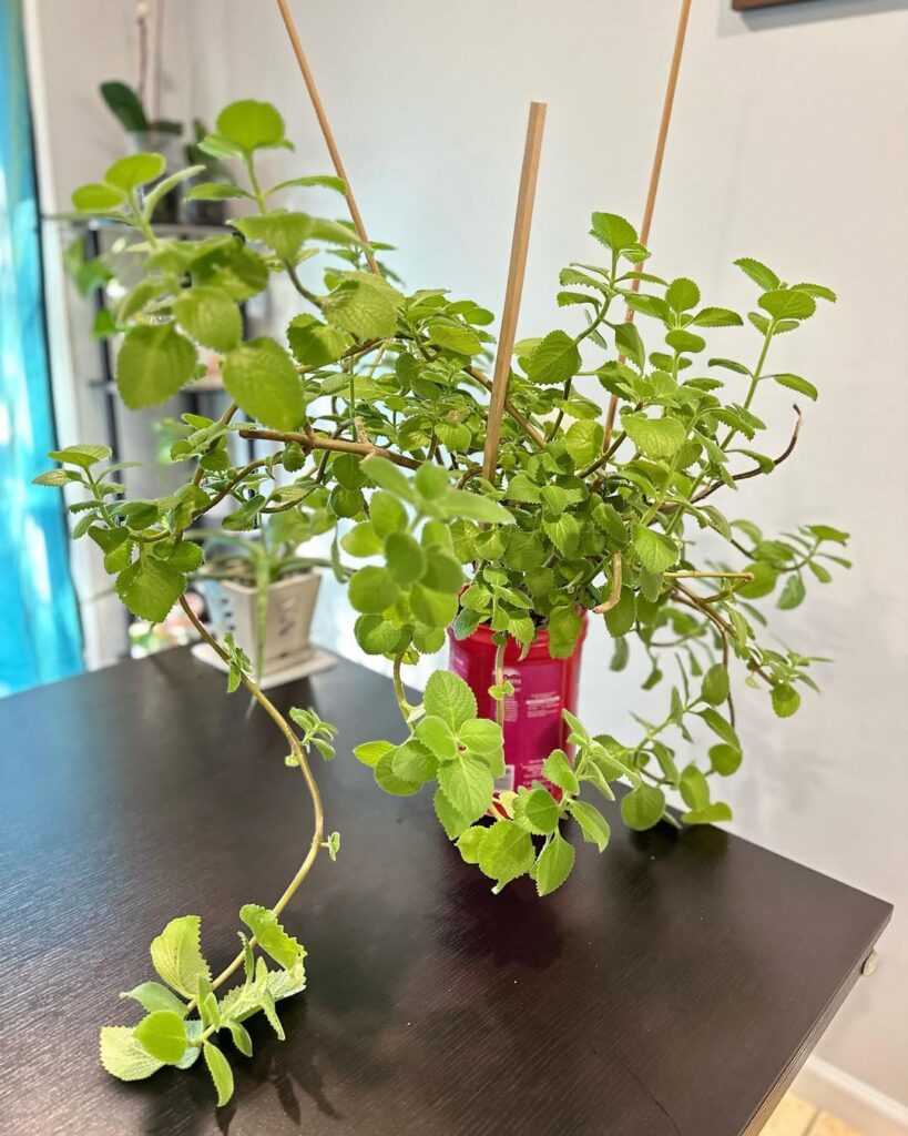 oregano