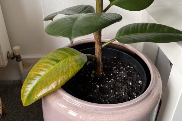 overwatered rubber plant