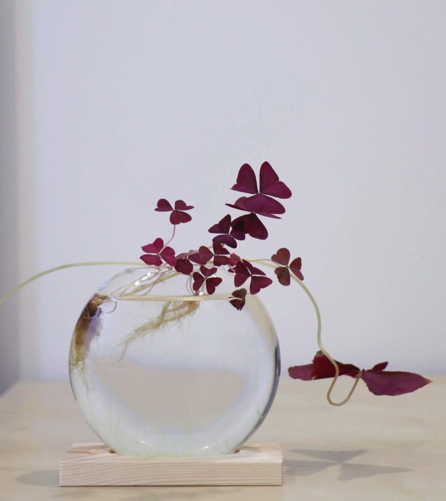 oxalis in water
