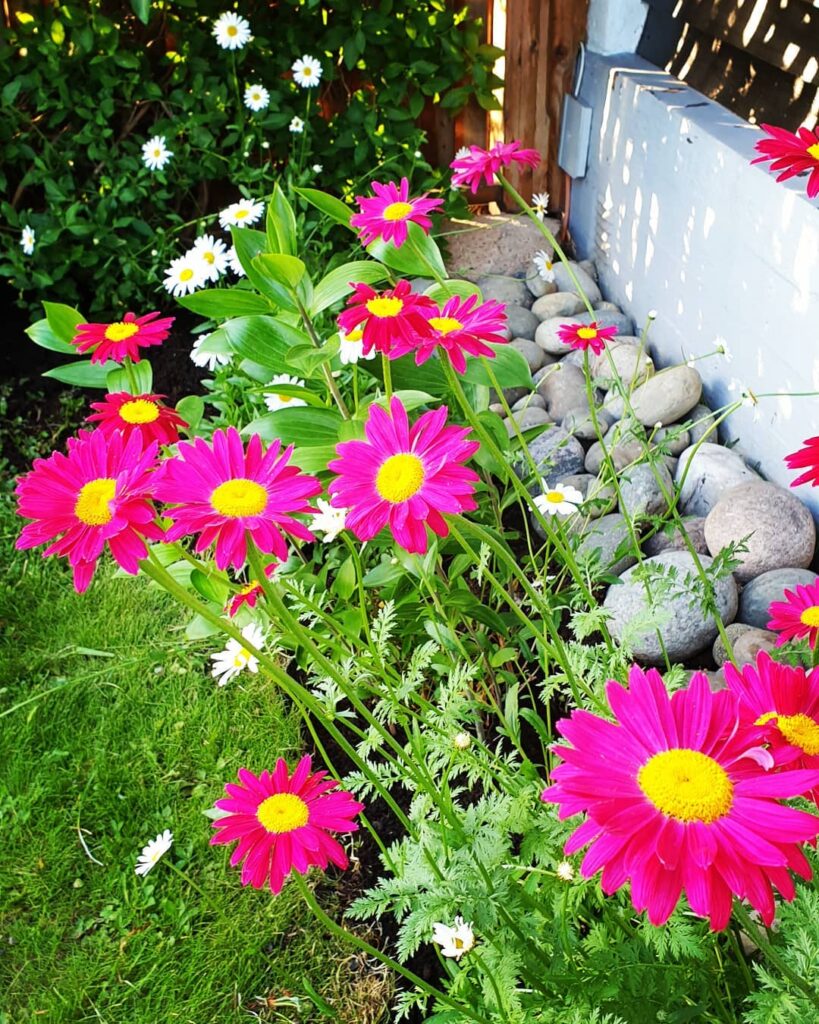 painted daisy