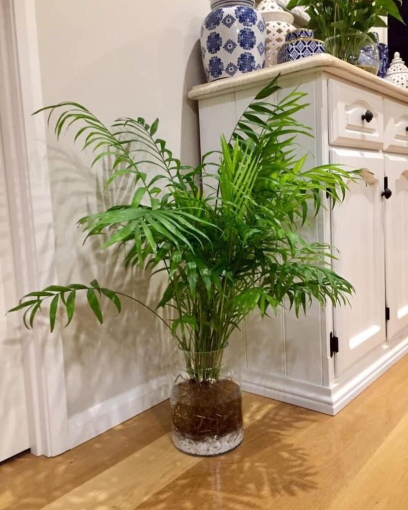 parlor palm in water