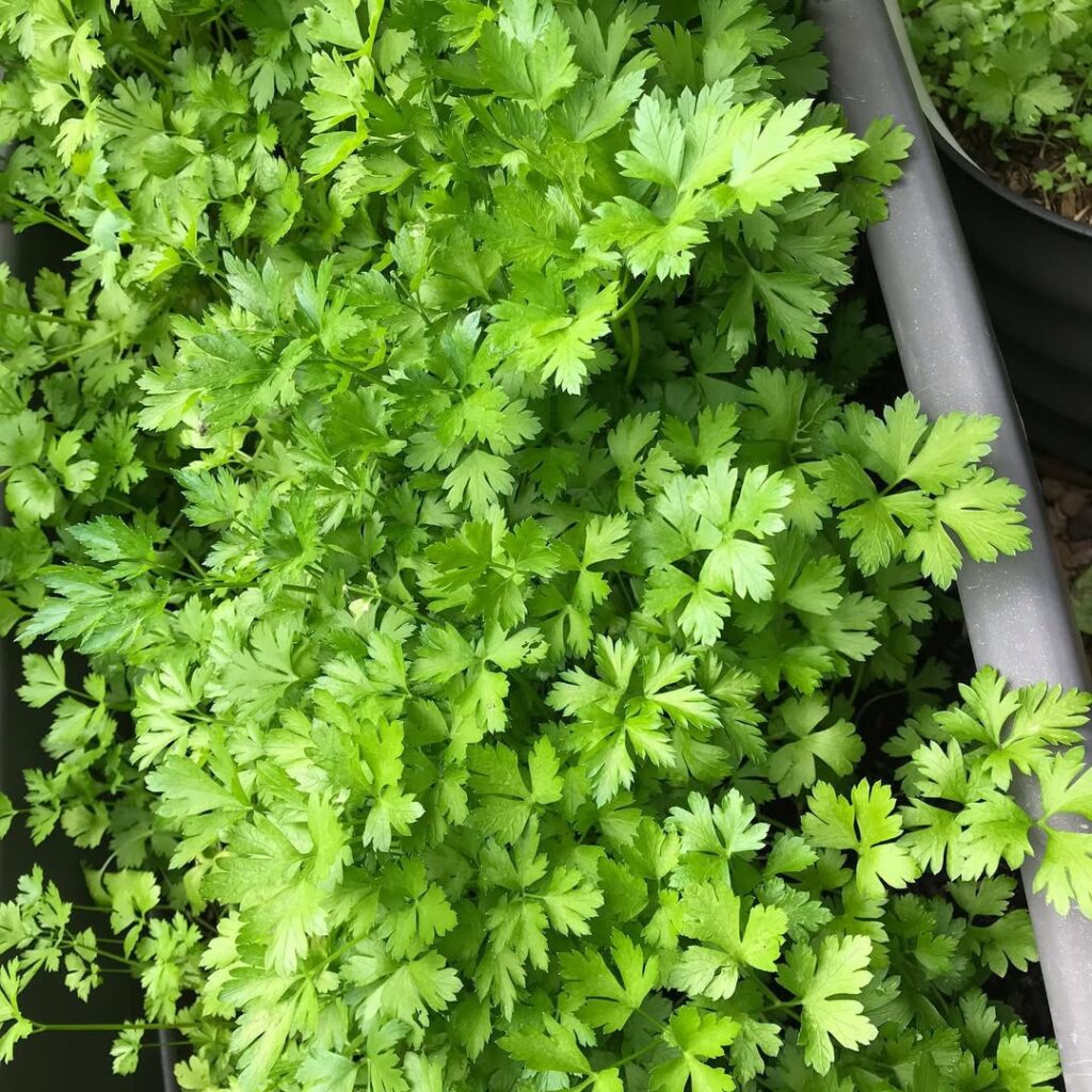 parsley