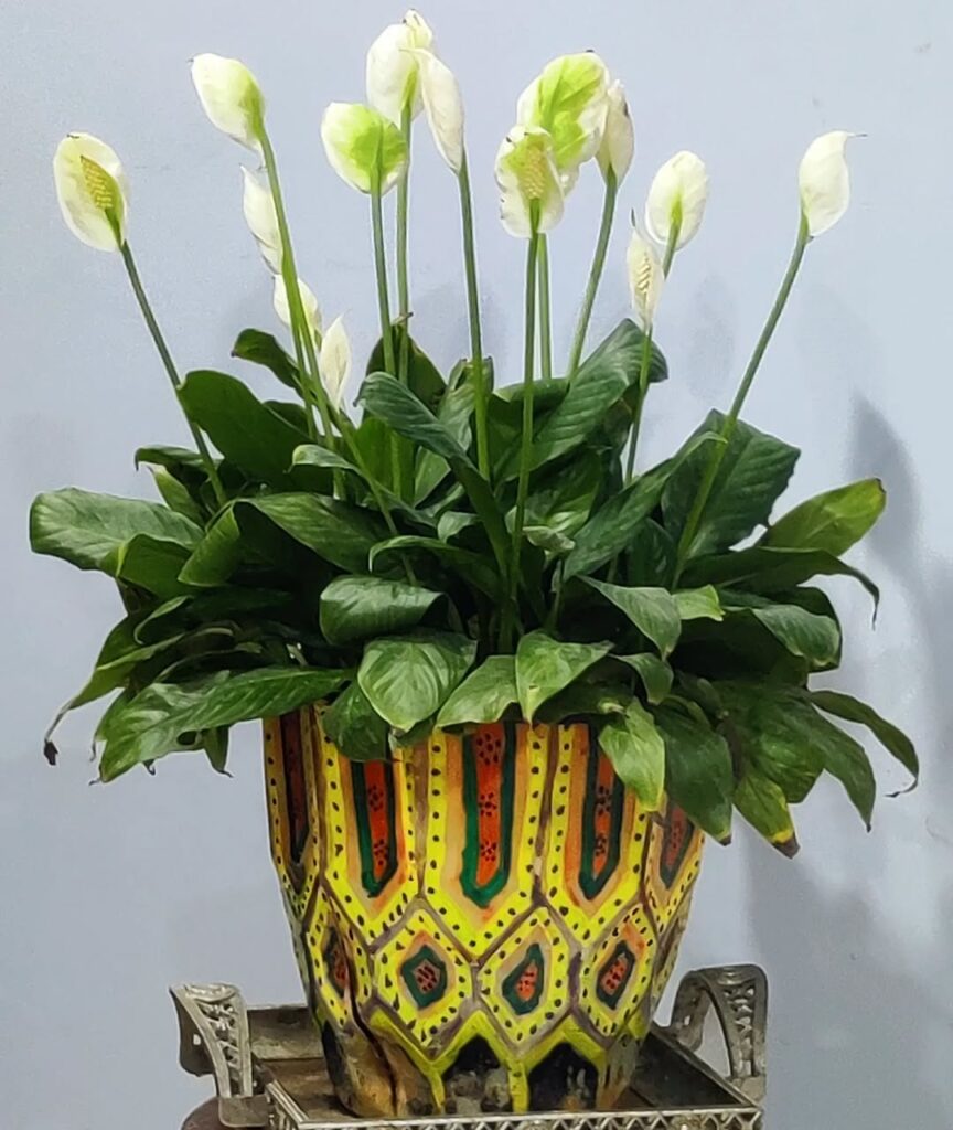 peace lily flowers indoors